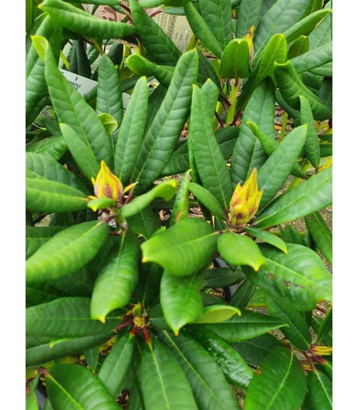 Rhododendron x Tortoiseshell orange/15 litres