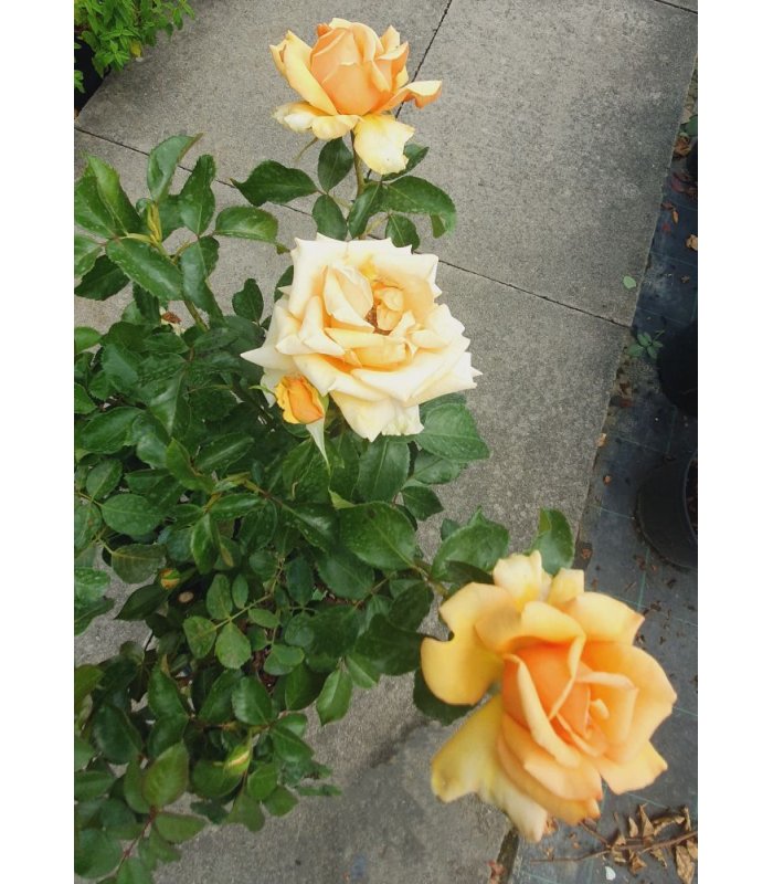 SP Rose Simply the best,7.5 ltr