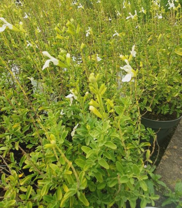 Salvia guaranitaica Greggi Mirage White