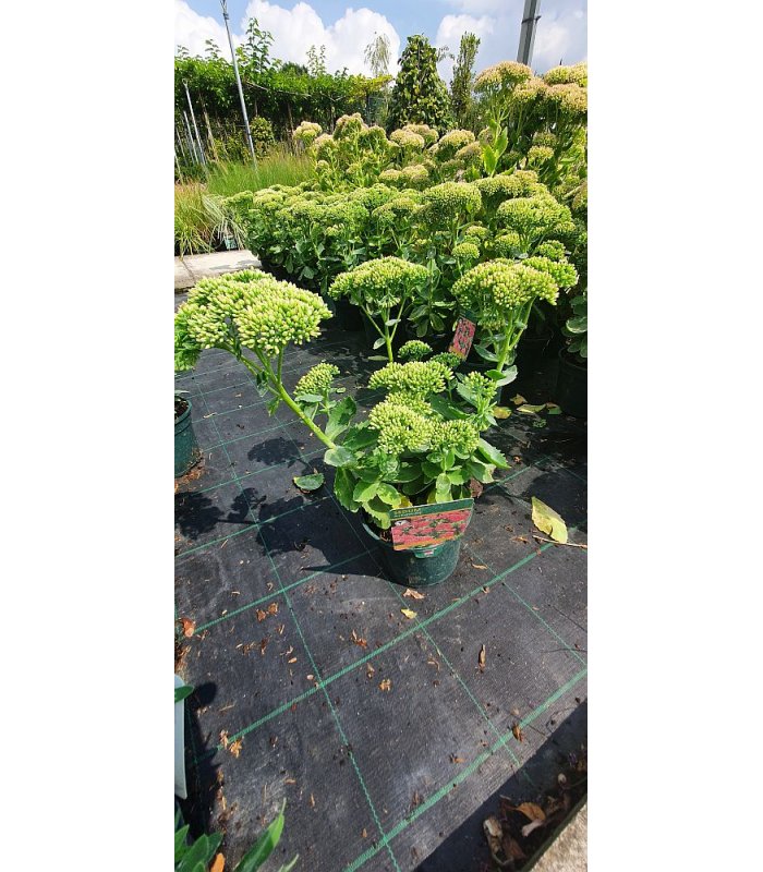 Sedum Autumn Joy