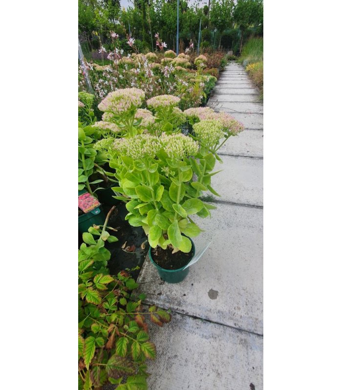 Sedum Brilliant
