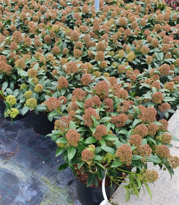 Skimmia Japonica ‘Fragrant Cloud’ /7.5 litres