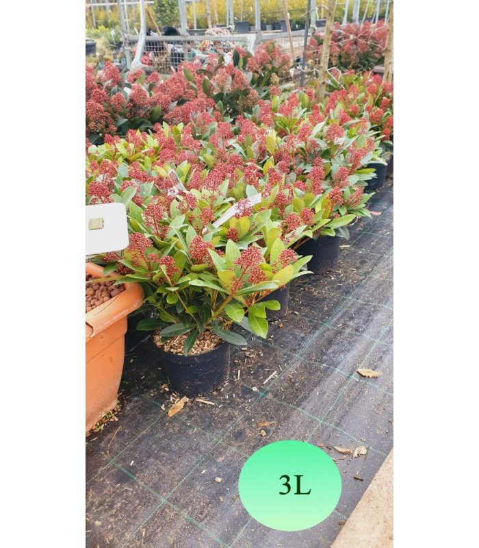 Skimmia Japonica Rubella (blank)/3 litres/5 litres