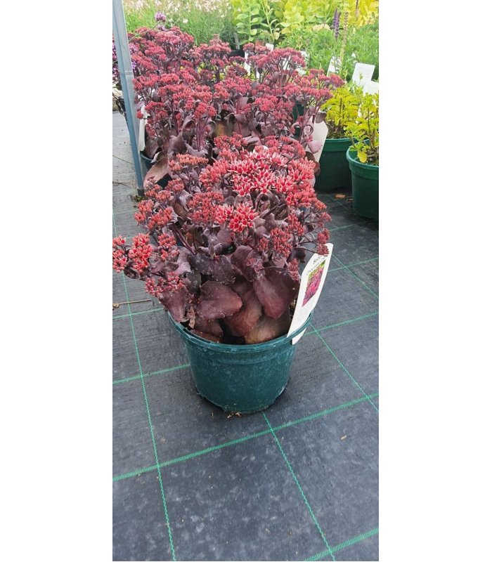 Sodum'Chocolate Cherry'