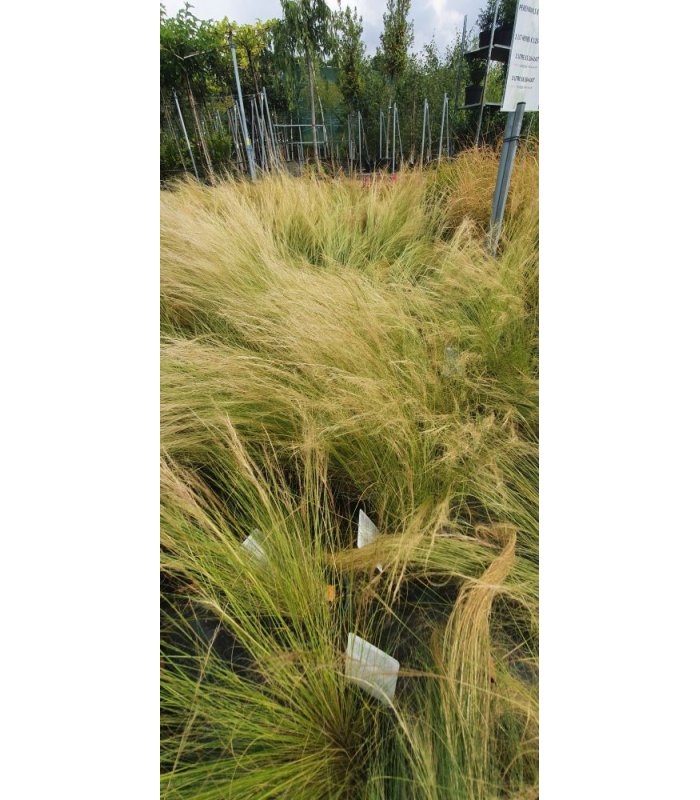 Stipa tenuissima, feathergrass