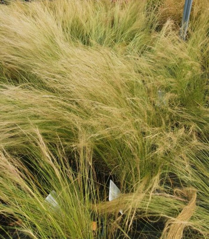 Stipa tenuissima, feathergrass
