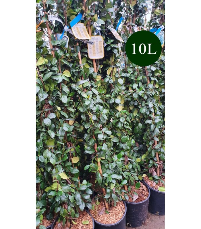 Trachelospermum Jasminoides/3 litres/5 litres/10 litres