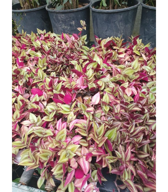 Tradescanthia Zebrina/12 cm