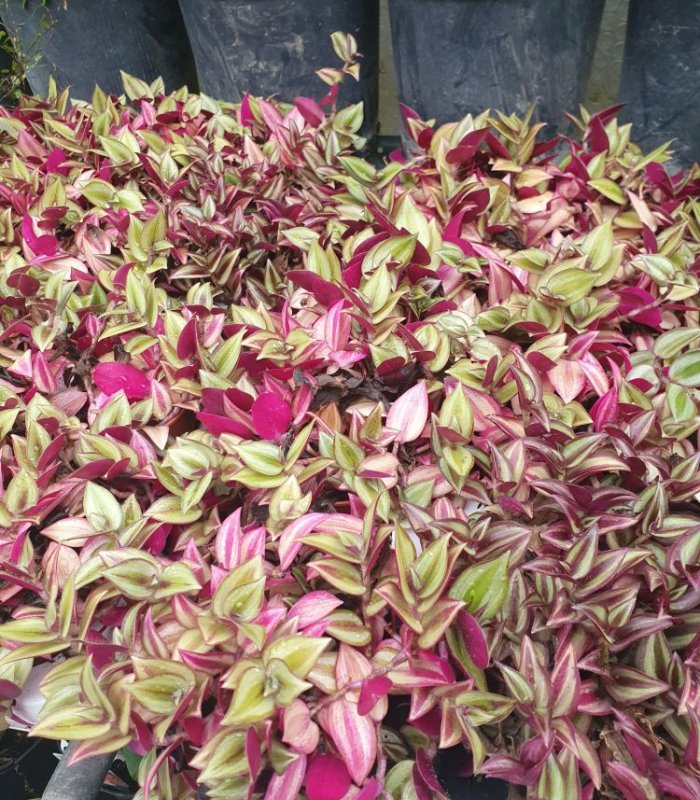 Tradescanthia Zebrina/12 cm