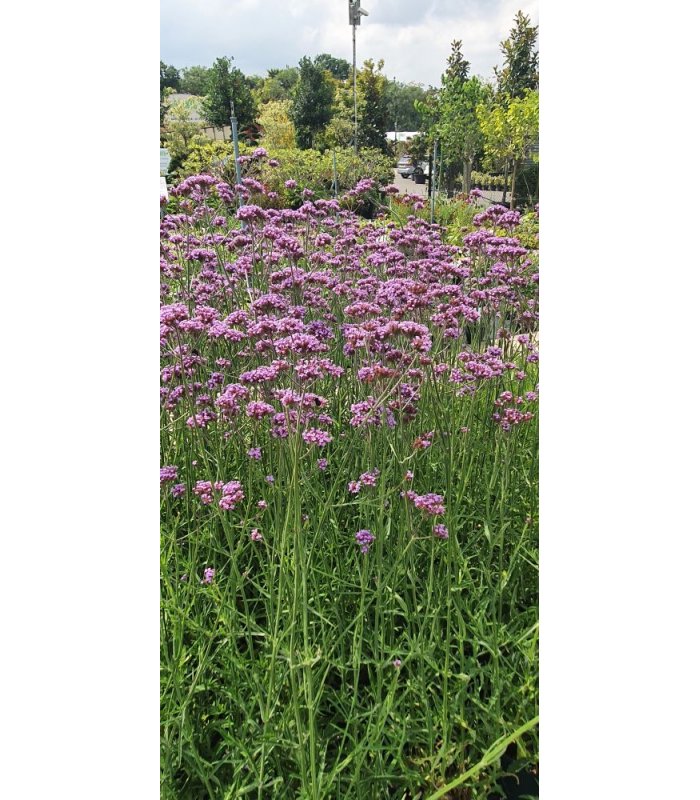 Verbena Bonariensis