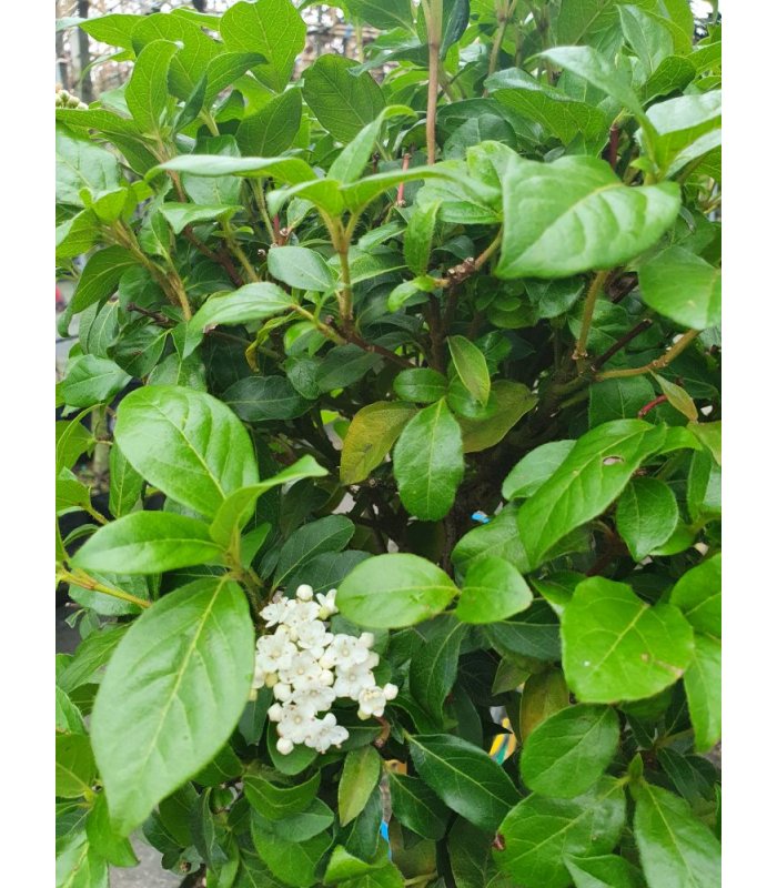 Viburnum Tinus Eve Price/18 litres/Half Standard