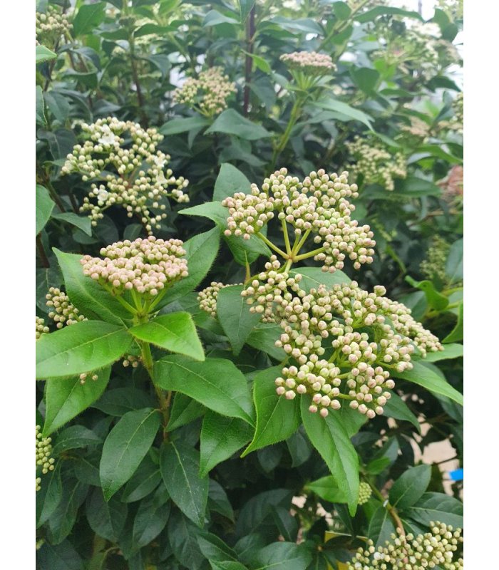 Viburnum Tinus Eve Price,45 litres, Half Standard