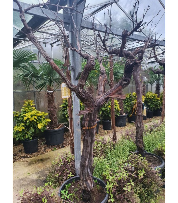 Vitis Vinifera Italia/70 Litres/Half Standard