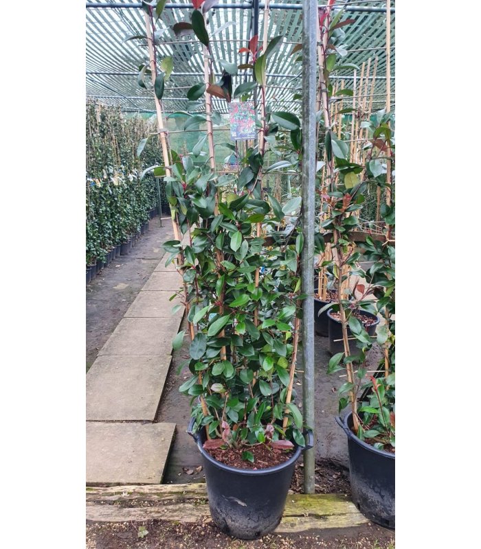 XLT Photinia Red Robin /2.4 m/35 litres