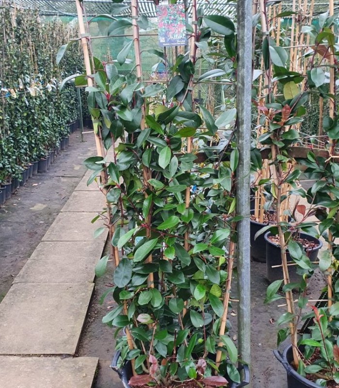 XLT Photinia Red Robin /2.4 m/35 litres
