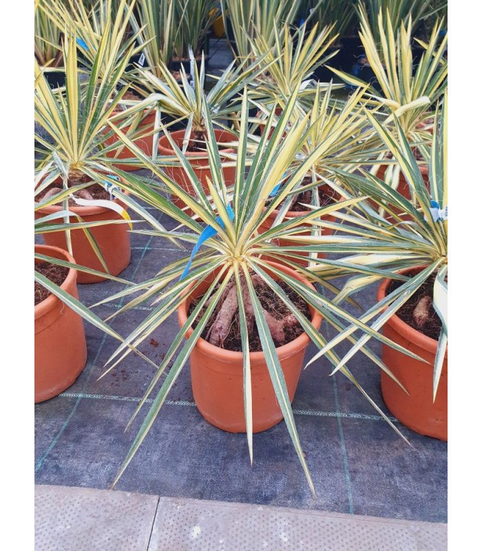 Yucca Filamentosa Color Guard/10 litres
