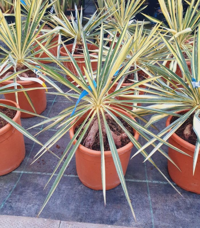 Yucca Filamentosa Color Guard/10 litres