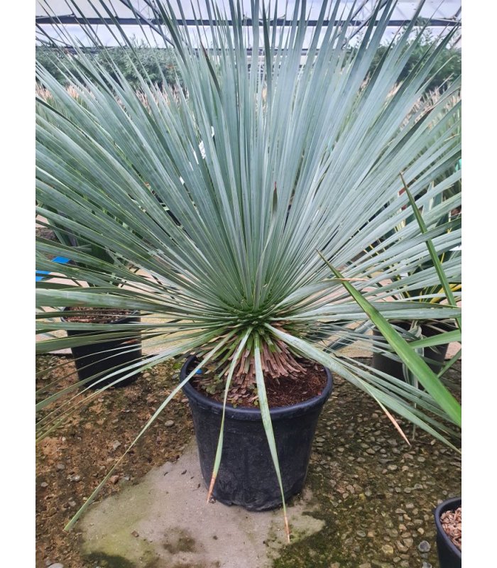 Yucca Rostrata/25 litres