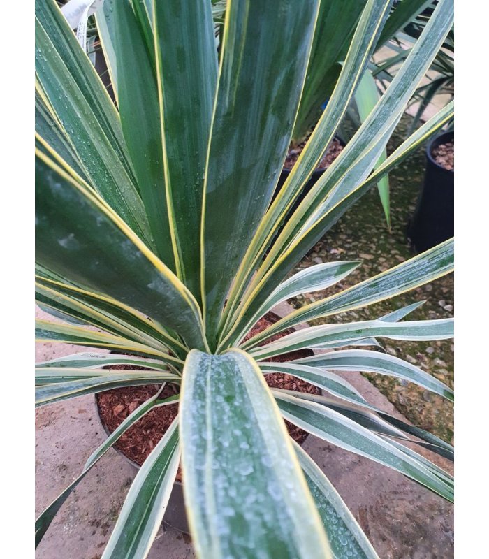 Yucca Gloriosa Variegata/7.5 litres