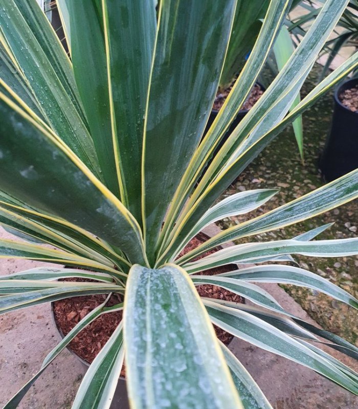 Yucca Gloriosa Variegata/7.5 litres