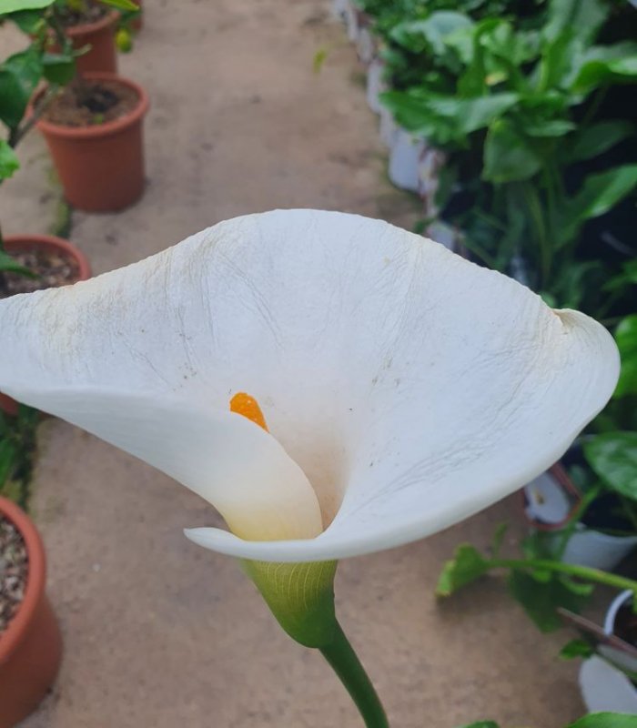 Zantedeschia Aethiopica